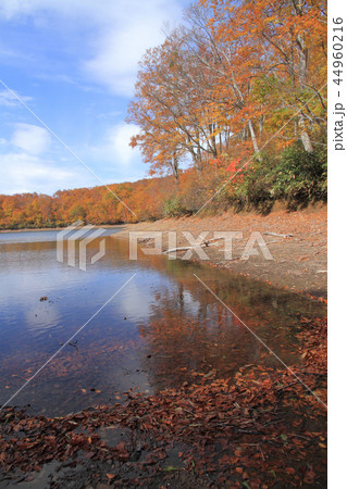 なべくら高原の秋　紅葉の茶屋池 44960216