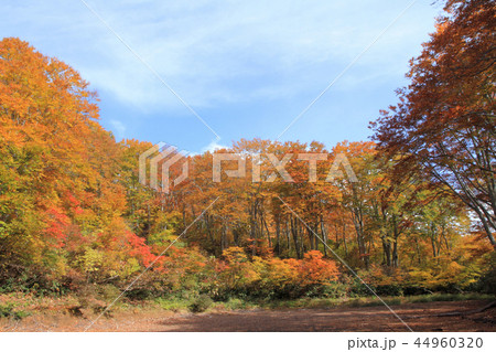 なべくら高原の紅葉　茶屋池畔のブナ林 44960320
