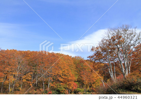 なべくら高原の紅葉　茶屋池畔のブナ林 44960321