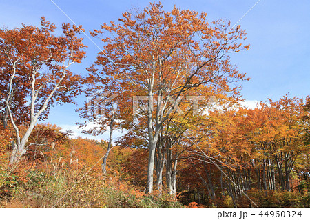 なべくら高原の紅葉　茶屋池畔のブナ林 44960324