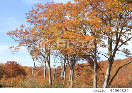 なべくら高原の紅葉　茶屋池畔のブナ林 44960326