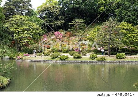 特別名勝日本庭園「六義園」-11 44960417