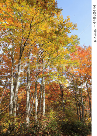 なべくら高原の紅葉　茶屋池畔のブナ林 44960444