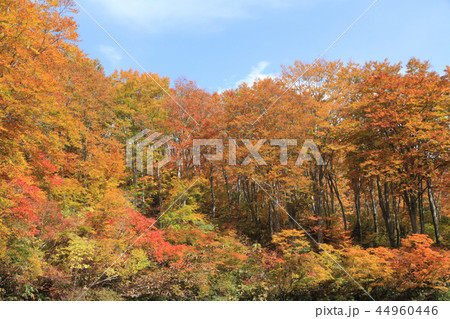 なべくら高原の紅葉 茶屋池畔のブナ林 なべくら高原の紅葉 茶屋池畔のブナ林 44960446