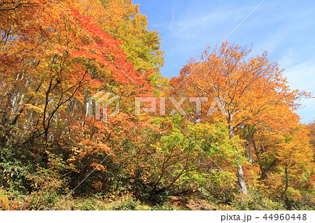 なべくら高原の紅葉　茶屋池畔のブナ林 44960448