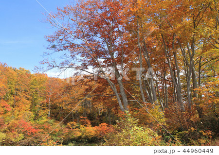 なべくら高原の紅葉　茶屋池畔のブナ林 44960449