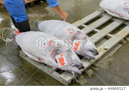 静岡県沼津魚市場 マグロの競り場の写真素材