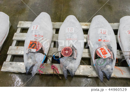 静岡県沼津魚市場 マグロの競り場 静岡県沼津魚市場 マグロの競り場 44960529