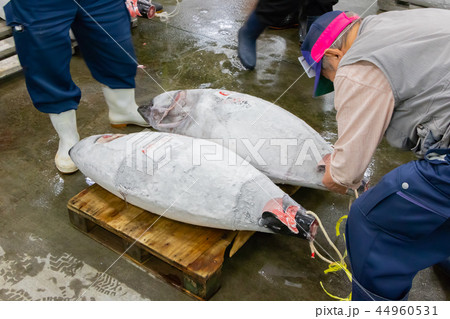 静岡県沼津魚市場　マグロの競り場 44960531