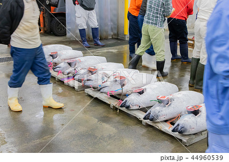 静岡県沼津魚市場　マグロの競り場 44960539