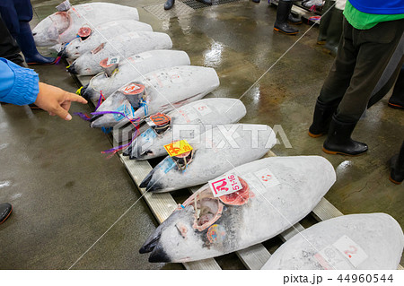 静岡県沼津魚市場 マグロの競り場の写真素材