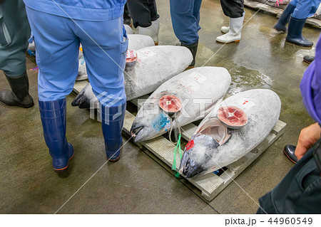静岡県沼津魚市場　マグロの競り場 44960549