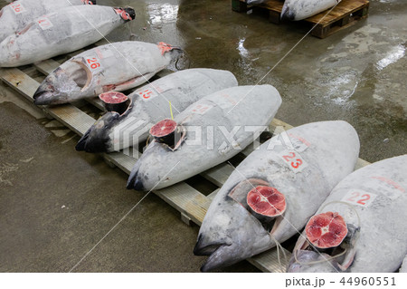静岡県沼津魚市場　マグロの競り場 44960551