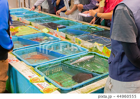 静岡県沼津魚市場　魚介類の競り場 44960555