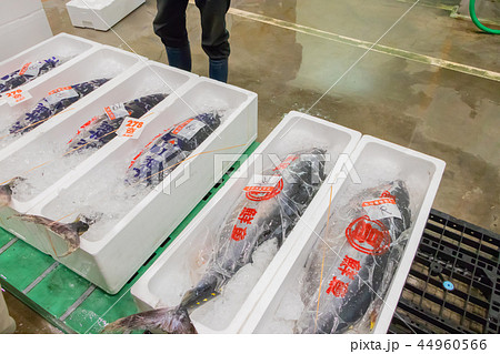 静岡県沼津魚市場 魚介類の競り場 静岡県沼津魚市場 魚介類の競り場 44960566