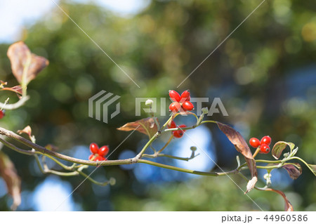 花水木の赤い果実 実 花水木の赤い果実 実 44960586