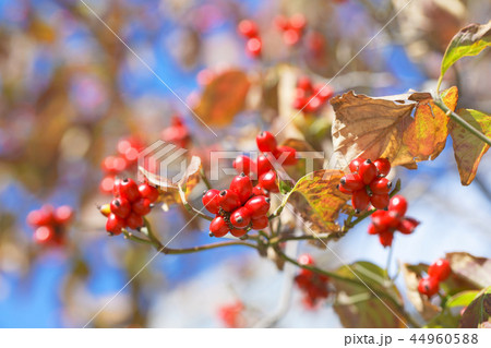 花水木の赤い果実 実 花水木の赤い果実 実 44960588