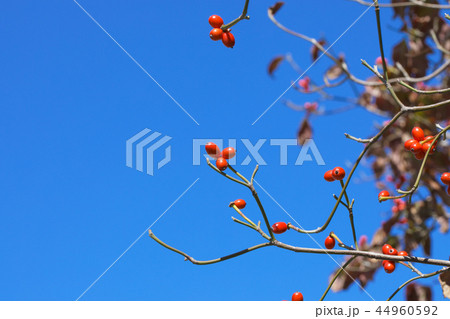花水木の赤い果実 実 花水木の赤い果実 実 44960592