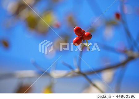 花水木の赤い果実 実 花水木の赤い果実 実 44960596