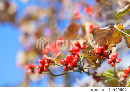花水木の赤い果実 実 花水木の赤い果実 実 44960601