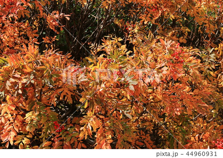 南アルプス塩見岳山頂への道 　塩見小屋のナナカマド紅葉 44960931