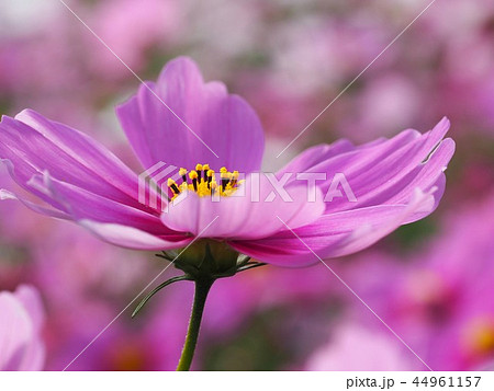 横から撮ったピンク色のコスモスの写真素材 [44961157] - PIXTA