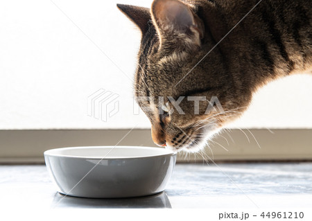 水を飲む猫 水を飲む猫 44961210