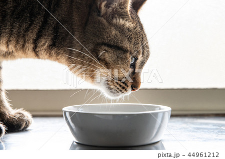 水を飲む猫 44961212