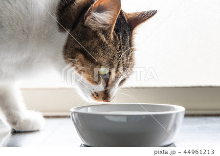 水を飲む猫 44961213
