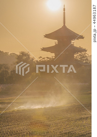 法起寺コスモス 夕暮れ 44963187