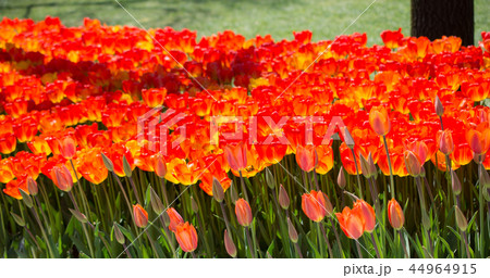 Tulips Blooming in Spring 44964915