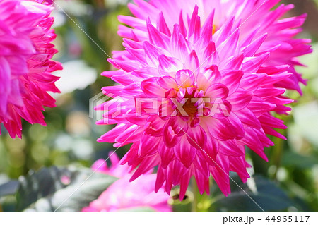 ダリアの花 44965117
