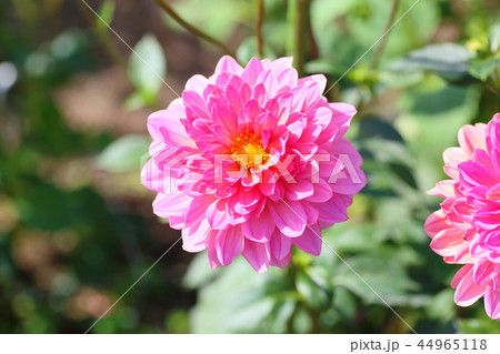 ダリアの花 44965118