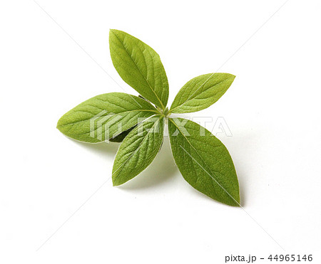 葉 木の葉 ツツジ 44965146