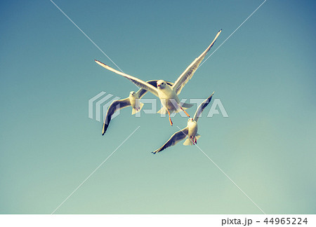 Seagulls flying in the sky 44965224