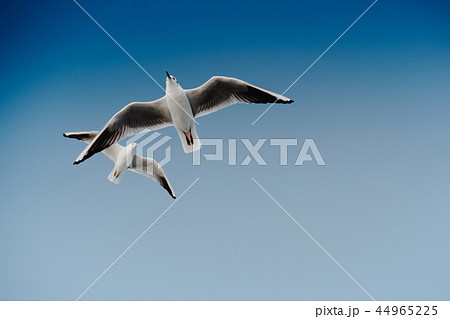 Seagull flying in blue a sky 44965225