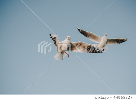 Seagulls flying in the sky 44965227