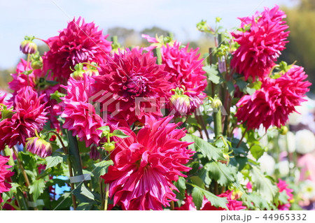 ダリアの花 ダリアの花 44965332