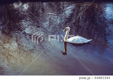 Single swan lives in the pond 44965394