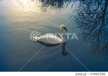 Single swan lives in the pond 44965396