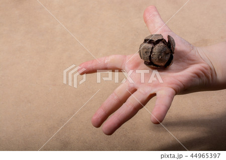 Pod, cone  or capsule in hand 44965397