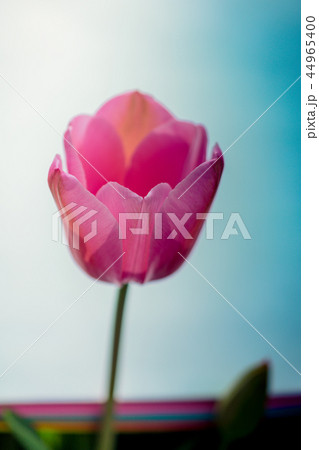 Colorful tulip flower bloom  44965400