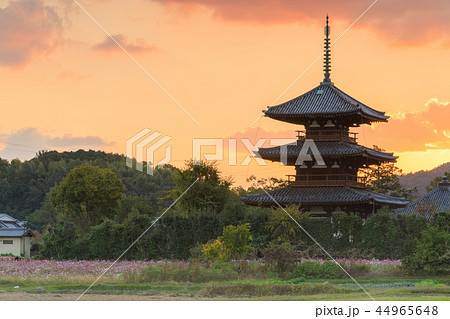 法起寺コスモス 夕暮れ 44965648