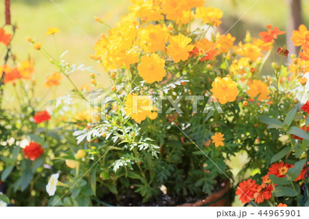秋色ハンギングバスケットの花 44965901