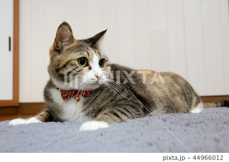 くつろぐ猫 くつろぐ猫 44966012