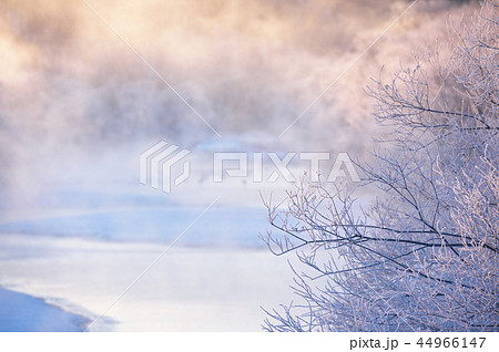 朝陽に染まるタンチョウのねぐら（北海道・鶴居） 44966147