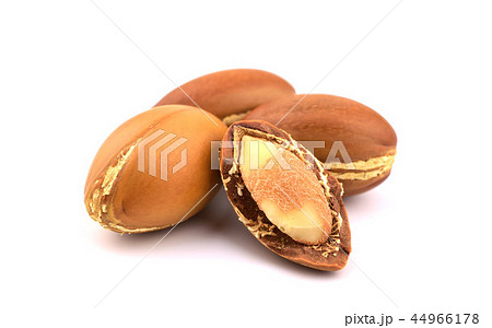 Isolated Argan Oil Tree Seed. 44966178