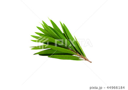 Isolated Tea Tree Branch (Melaleuca). 44966184