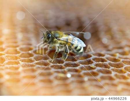 working bee working bee 44966226