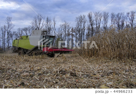 harvesting of corn 44966233